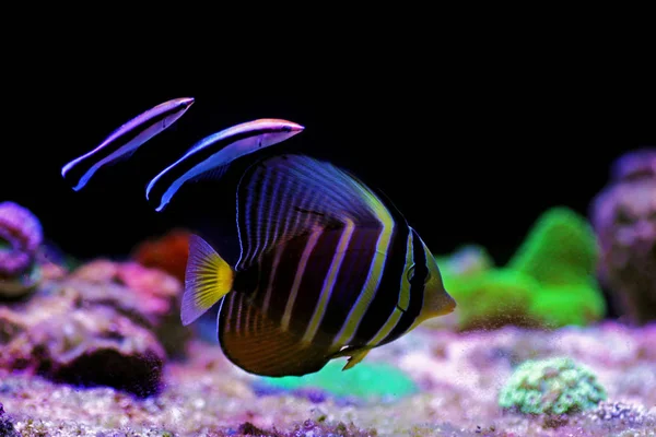 Ryby Sailfin Tang Zebrasoma Veliferum — Stock fotografie