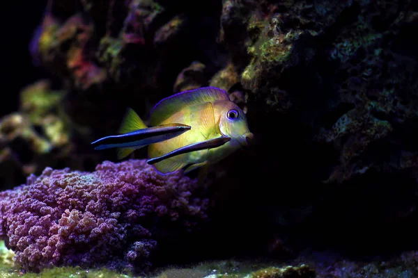 Two Bluestreak Cleaner Wrasses Cleaning Parasites Blue Atlantic Tang — Stock Photo, Image