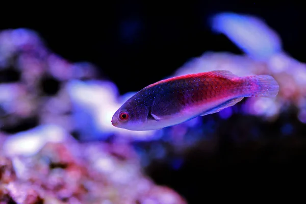 Blaukopf Lippfisch Cirrhilabrus Cyanopleura — Stockfoto
