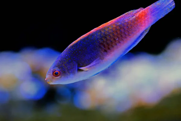 Cabeza Azul Hadas Wrasse Cirrhilabrus Cyanopleura — Foto de Stock