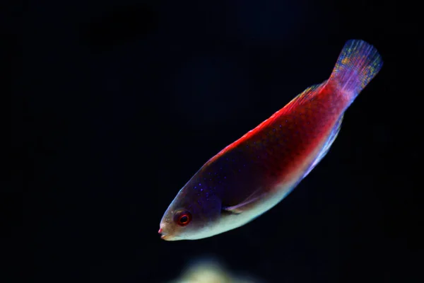 Bluehead Fairy Wrasse Sirhilabrus Siyanopleura — Stok fotoğraf