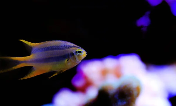 Cromis Negra Dorada Neoglyphidodon Nigroris —  Fotos de Stock