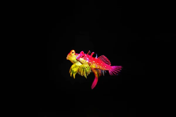 Vzácná Scéna Páru Red Ruby Dragonet Ryby Páření Tanec — Stock fotografie