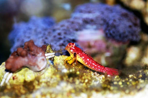 Male Red Ruby Dragonet Fishes Synchiropus Sycorax — Stock Photo, Image