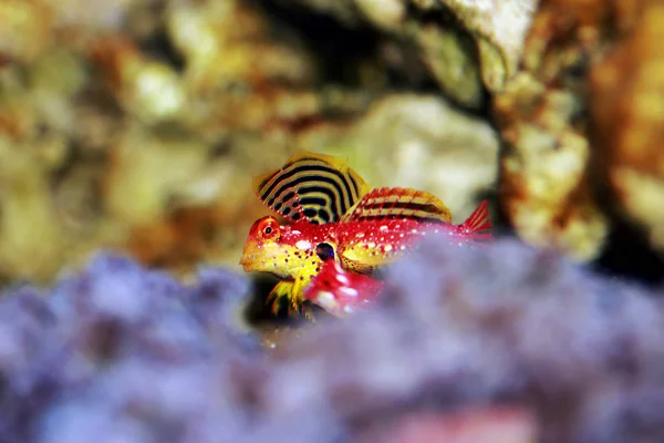 Maschio Rosso Rubino Dragonet Pesci Synchiropus Sycorax — Foto Stock