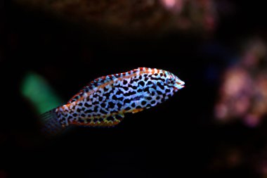 Siyah benekli leopar Wrasse - (Makrofaryngodon meleagris)
