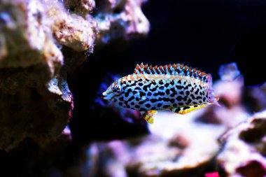 Siyah benekli leopar Wrasse - (Makrofaryngodon meleagris)