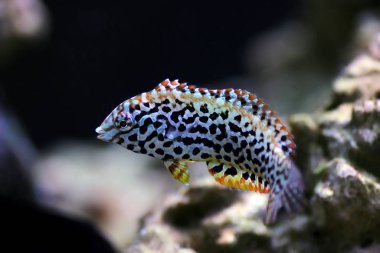 Siyah benekli leopar Wrasse - (Makrofaryngodon meleagris)