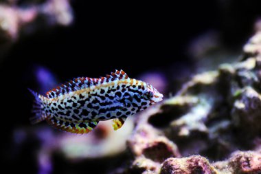 Siyah benekli leopar Wrasse - (Makrofaryngodon meleagris)