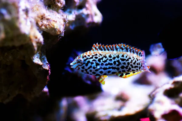 Wrasse Léopard Tachetée Noire Macropharyngodon Meleagris — Photo