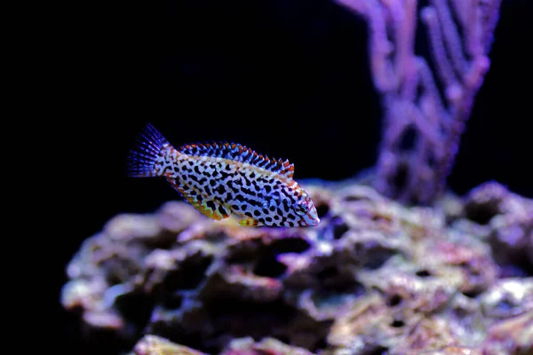 Black Spotted Leopard Wrasse Macropharyngodon Meleagris — Stock Photo, Image