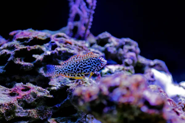 Black Spotted Leopard Wrasse Macropharyngodon Meleagris — 스톡 사진