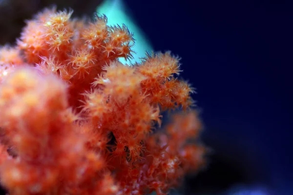 Πορτοκαλί Λουλούδι Δέντρο Coral Scleronephthya Spp — Φωτογραφία Αρχείου