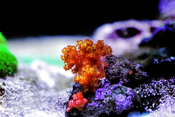 Помаранчеве Дерево Coral Scleronephthya Spp — стокове фото