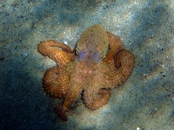 Common Mediterranean Octopus Octopus Vulgaris — Stock Photo, Image