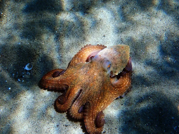 Polpo Comune Mediterraneo Octopus Vulgaris — Foto Stock
