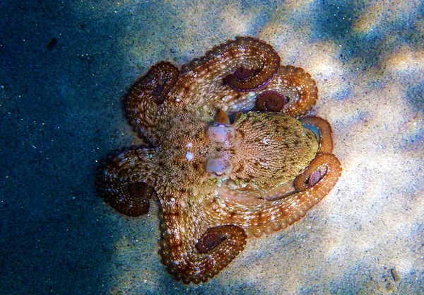 Ośmiornica Zwyczajna Śródziemnomorska Octopus Vulgaris — Zdjęcie stockowe