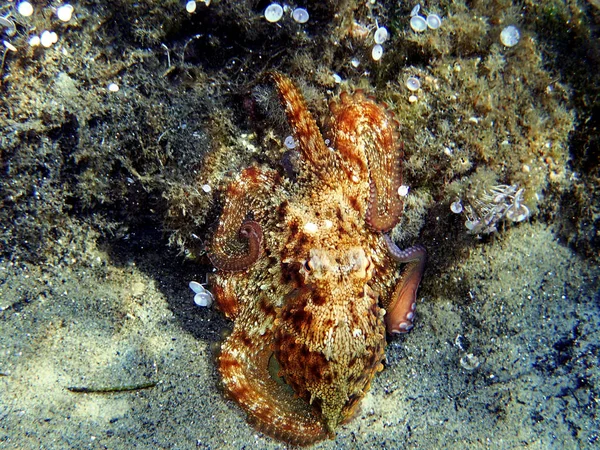 Gurita Mediterania Umum Octopus Vulgaris — Stok Foto