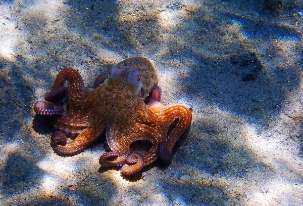 Pulpo Común Mediterráneo Octopus Vulgaris —  Fotos de Stock