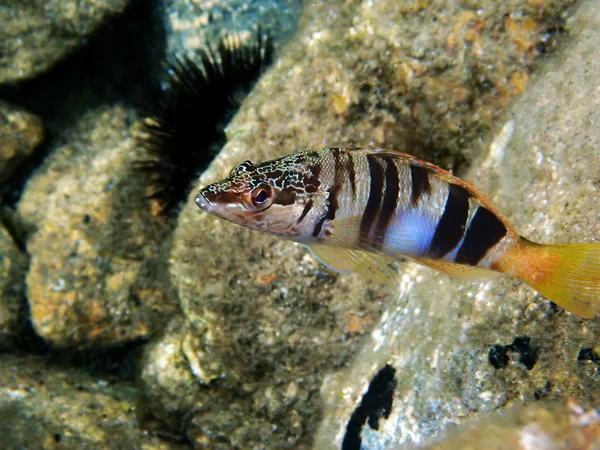 Пофарбована Комерційна Хижак Риба Serranus Writba — стокове фото