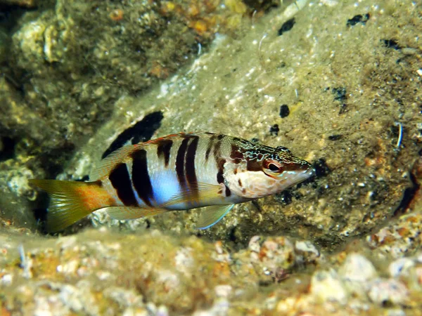 Gemalter Kammraubfisch Serranus Scriba — Stockfoto