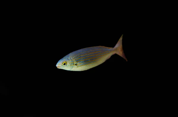 Salema Porgy Salwater Dreamfish Sarpa Salpa — стоковое фото