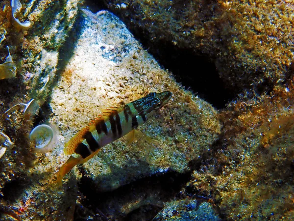 Painted Comber Predator Fish Serranus Scriba — стоковое фото