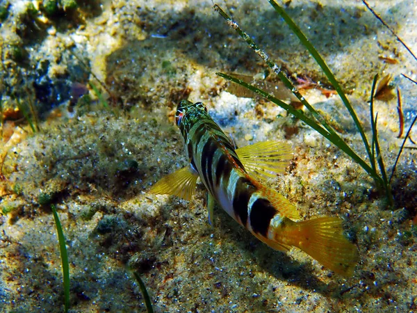Painted comber predator fish - (Serranus scriba)