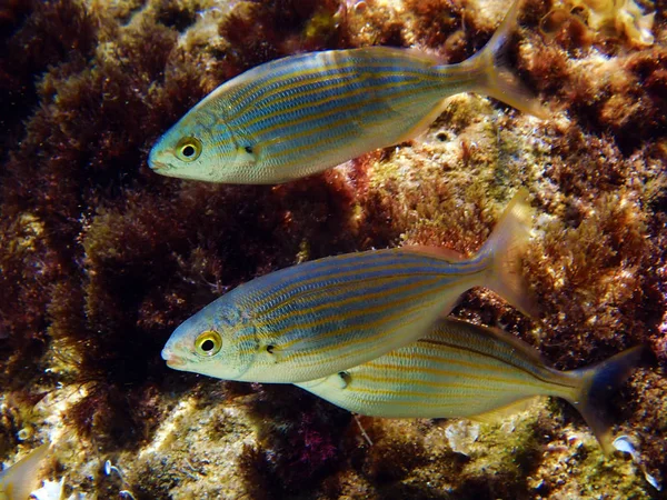 Salema Porgy Salwater Dreamfish Sarpa Salpa — Φωτογραφία Αρχείου
