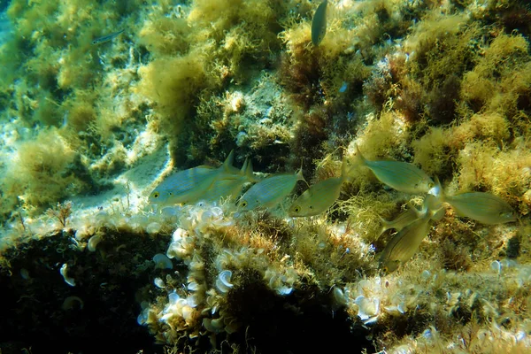 Salema Porgy Saltwater Dreamfish Sarpa Salpa — Stock Photo, Image