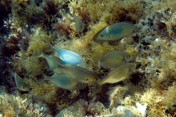 Salema Porgy Zoutwater Dreamfish Sarpa Salpa — Stockfoto