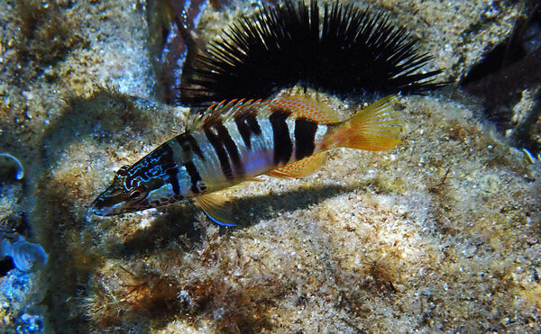 Painted comber predator fish - (Serranus scriba)
)