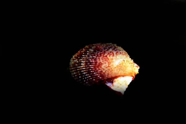 Pecten Jacobaeus Almeja Vieira Mediterránea Chupito Submarino — Foto de Stock