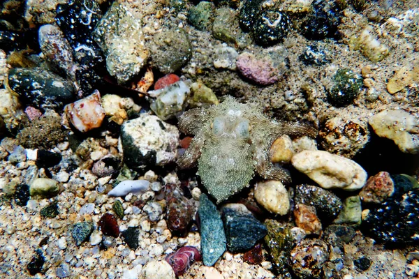 Bläckfisk Medelhavet Octopus Vulgaris — Stockfoto