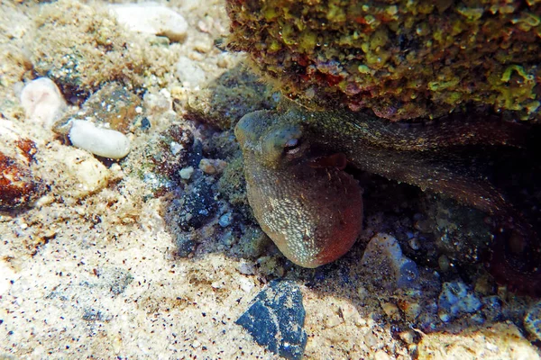 Polvo Mediterrânico Comum Octopus Vulgaris — Fotografia de Stock