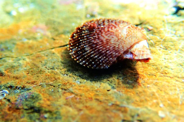 Pecten Jacobaeus Mediterrán Kagyló Kagyló Víz Alatti Lövés — Stock Fotó