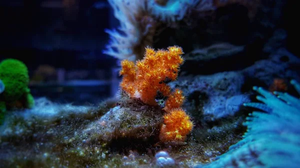 Corail Scleronephtya Doux Orange Dendronephtya — Photo