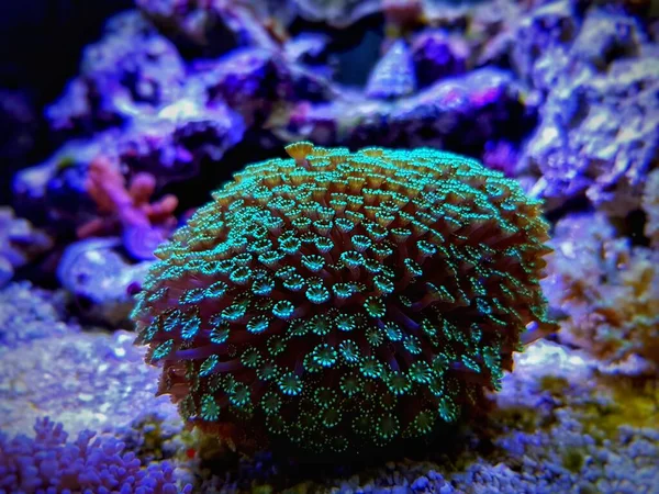 Green Flower Pot Lps Coral Goniopora — стоковое фото
