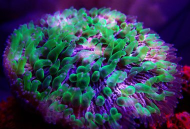 Yeşil polip plakalı mercan - Fungia (Fungiidae) Lps mercan