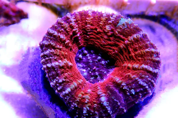 Scolymia Large Polyp Stony Coral Scolymia Wellsii — стокове фото