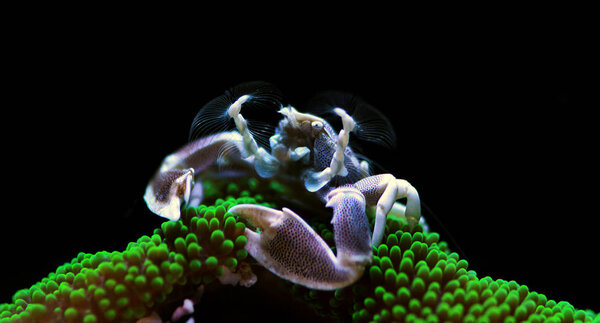 White Porcelain crab - Neopetrolisthes maculatus