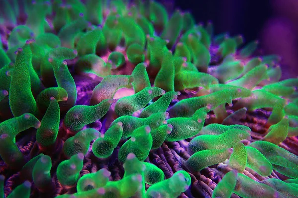 Green Polyp Plate Coral Fungia Fungiidae Lps Coral — Stock Photo, Image