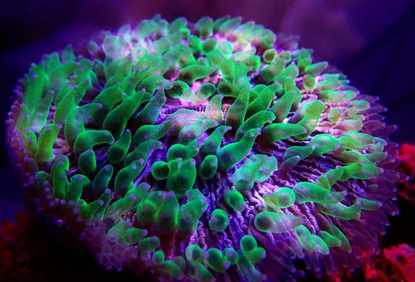 Green Polyp Plate Coral Fungia Fungiidae Lps Coral — Stock Photo, Image