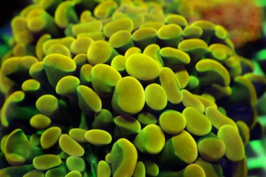 Euphyllia ancora sp. - Euphyllia hammer LPS coral