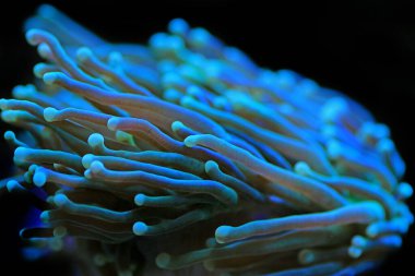 Yeşil Euphyllia Meşale LPS Mercan Euphylliidae Glabrenscens