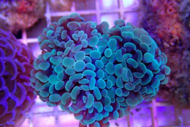 Euphyllia ancora sp. - Euphyllia hammer LPS coral