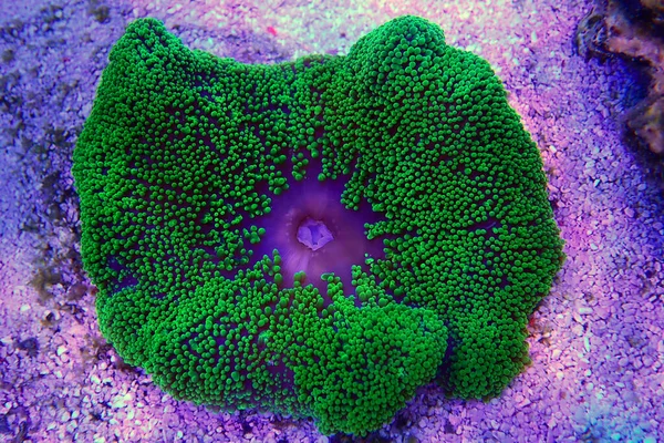 Green Carpet Anemone Stichodactyla Haddoni — Stock Photo, Image