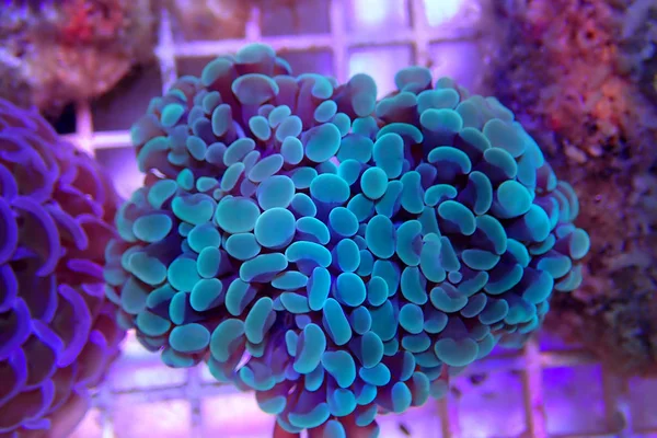 Евфилия Анкора Euphyhyfa Hammer Lps Coral — стоковое фото