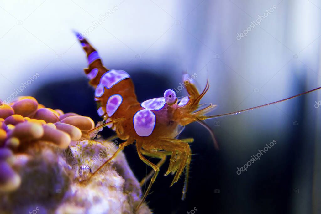 Sexy shrimp - Thor amboinensis