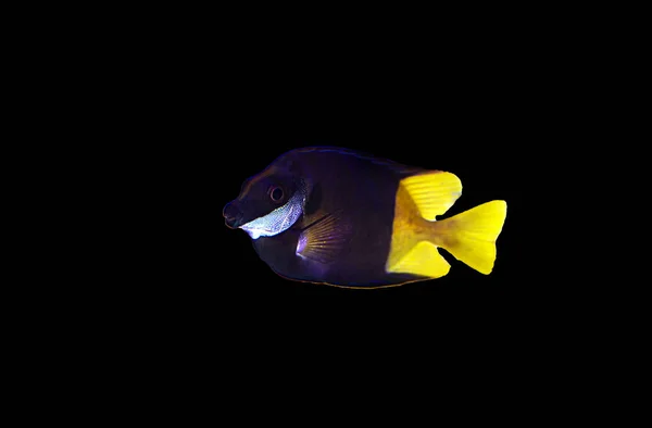 Bicolored Foxface Rabbitfish Siganus Uspi — Stok Foto